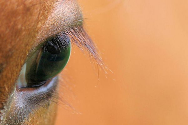 vorm, voeding en dieren