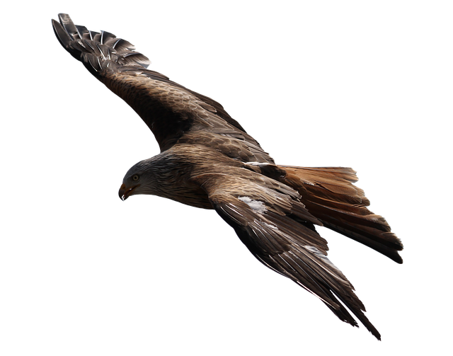 roofvogel 11 juni 2018